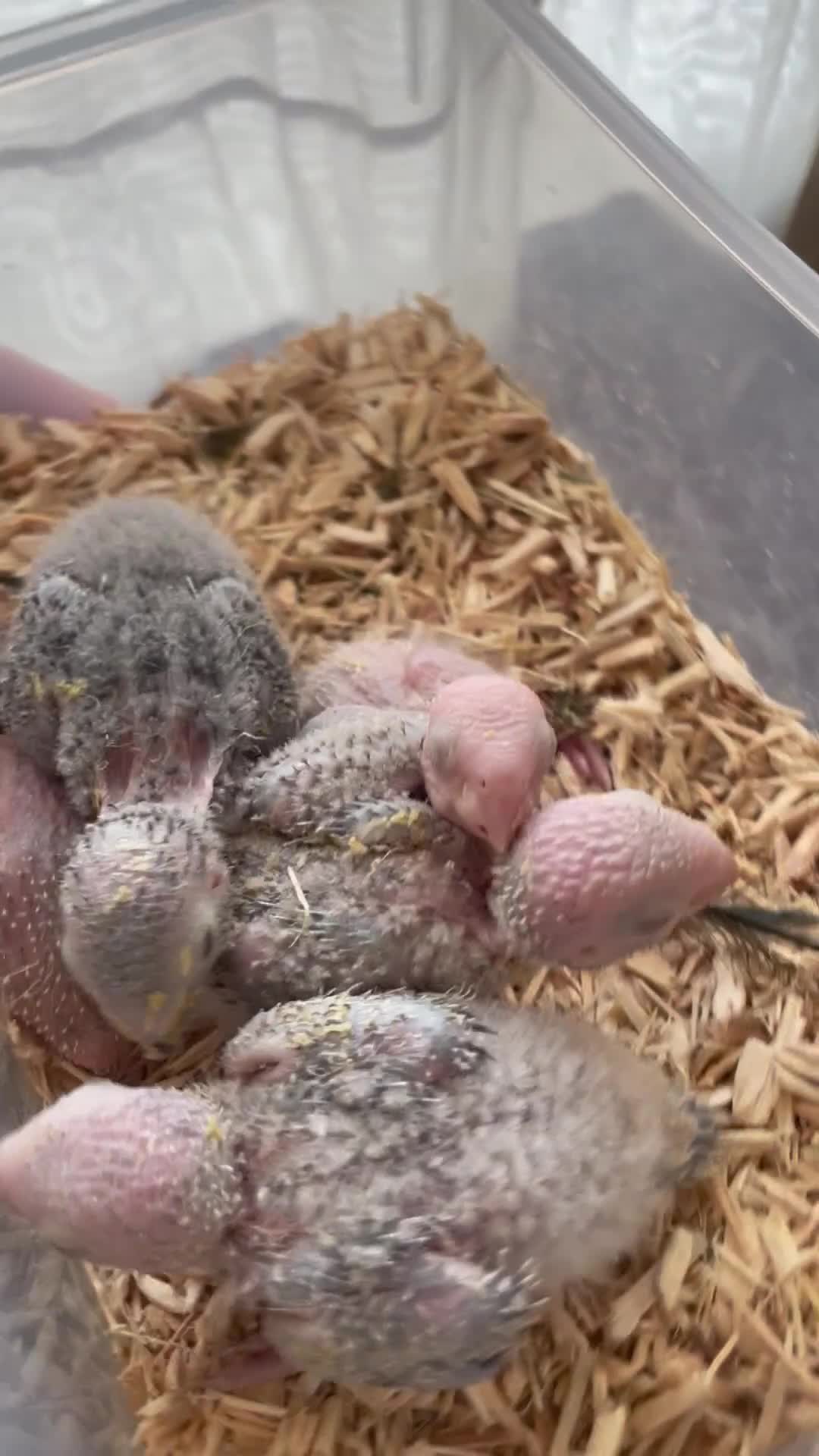 Conures birds for sale: 🦜pineapple-cheek Conures🦜 Cockatiels 🦜 - Video 2