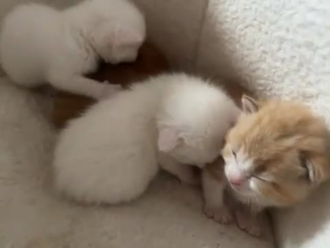 Khao Manee cats for sale: White softest/ cutest/luckyest Cat ever seen - Video 1