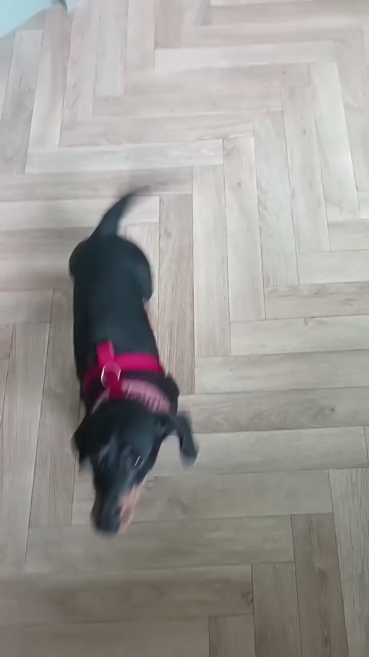 Miniature Dachshund dogs for sale: Rehoming - read carefully!  in Littlehampton - Video 2