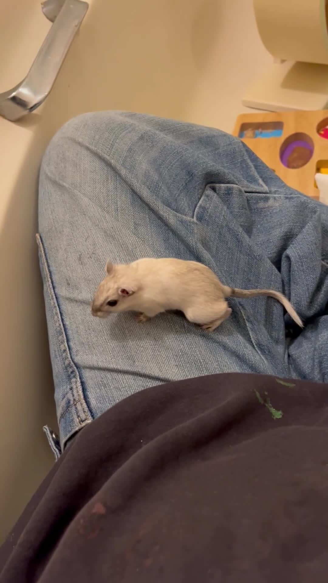 Gerbil rodents for sale: Two male gerbils - Video 1