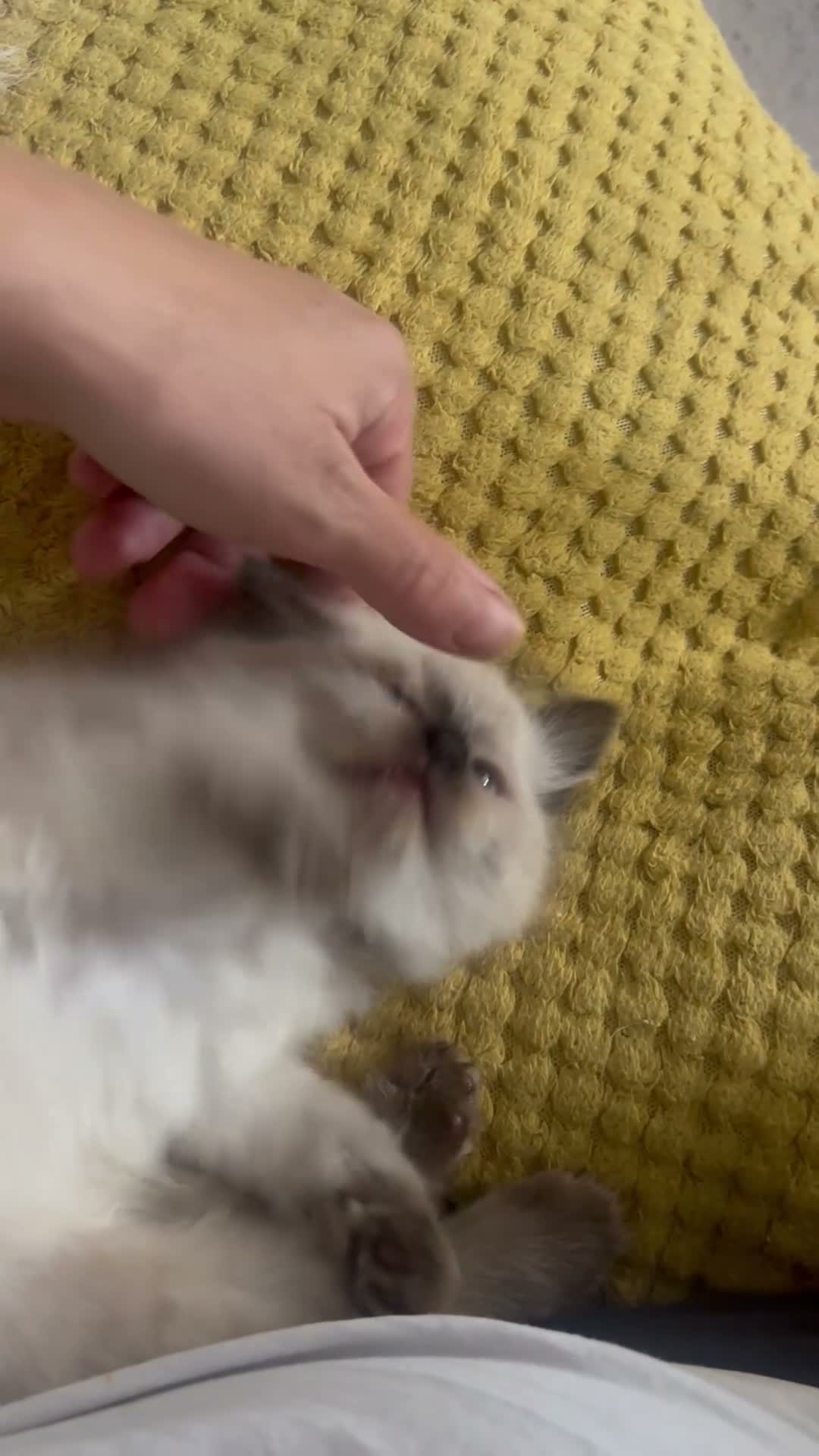 Ragdoll cats for sale: Pure Ragdoll kittens - Video 2