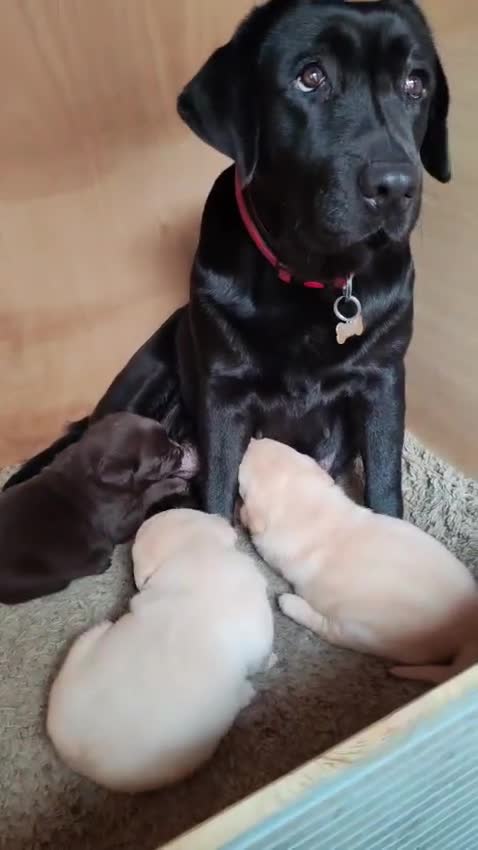 Labrador Retriever dogs for sale:  Ready for Their Forever Homes - Video 1