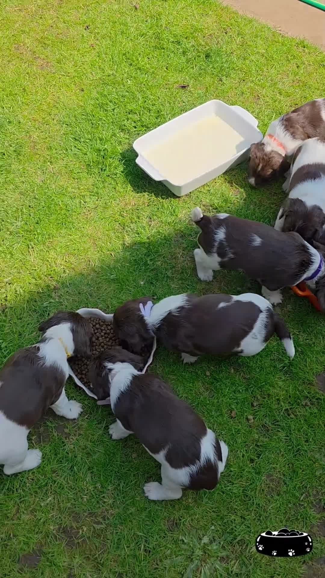 English Springer Spaniel dogs for sale: KC Reg. READY NOW. English Springer Spaniel 8 WKS - Video 1