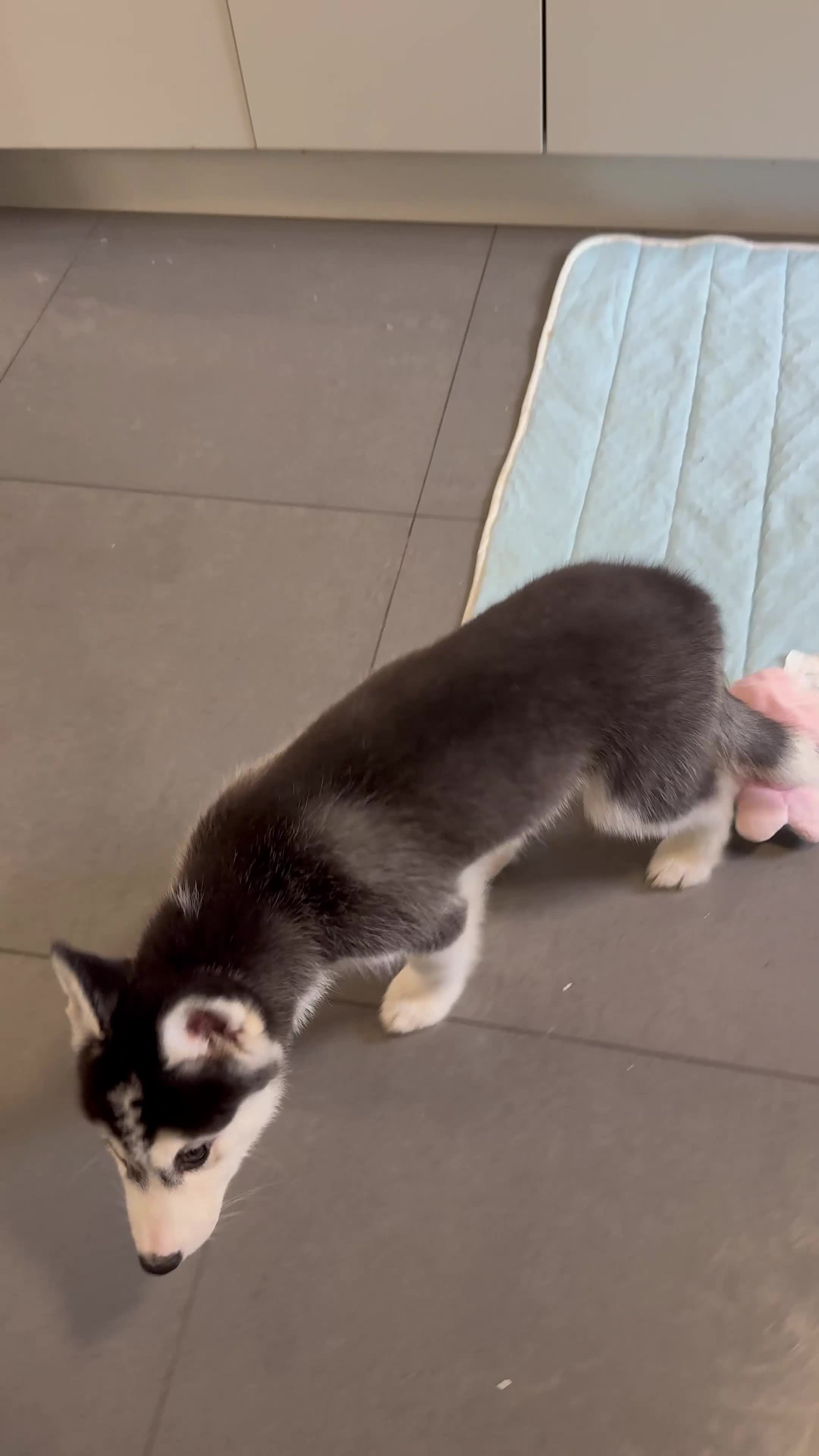 Siberian Husky dogs for sale: Beautiful Husky puppy Black and white, hazel eyes - Video 2