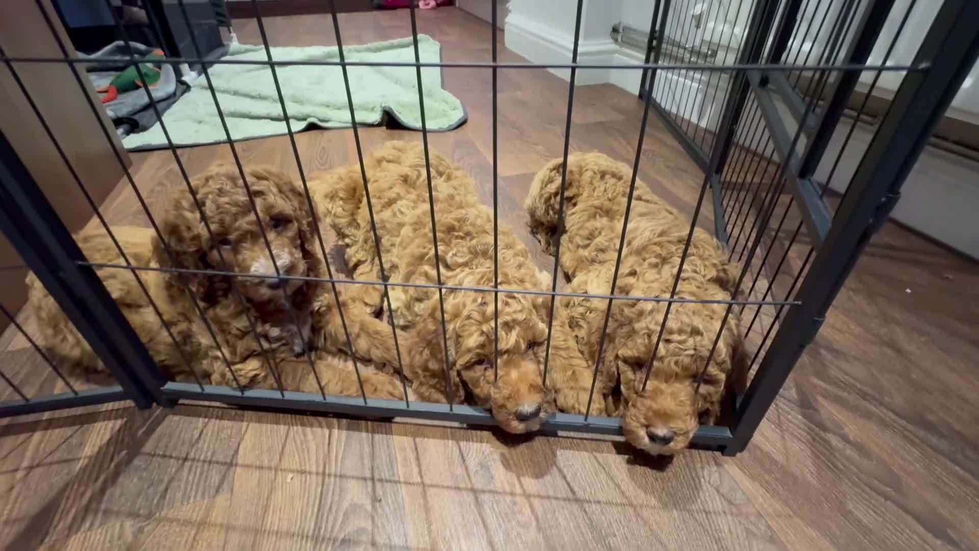 Poodle dogs for sale: Giant poodle  - Video 3