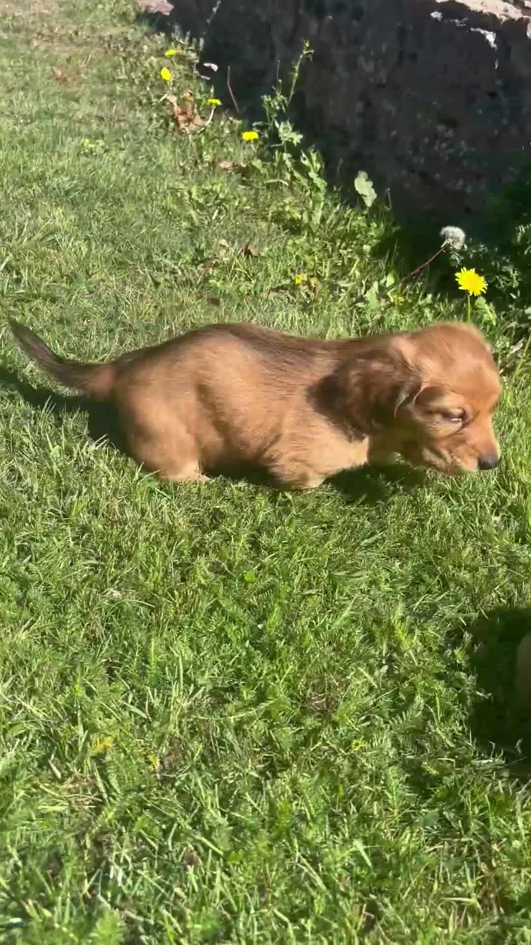 Dachshund dogs for sale: 2 American Red Long Haired Dachshund Puppies - Video 5