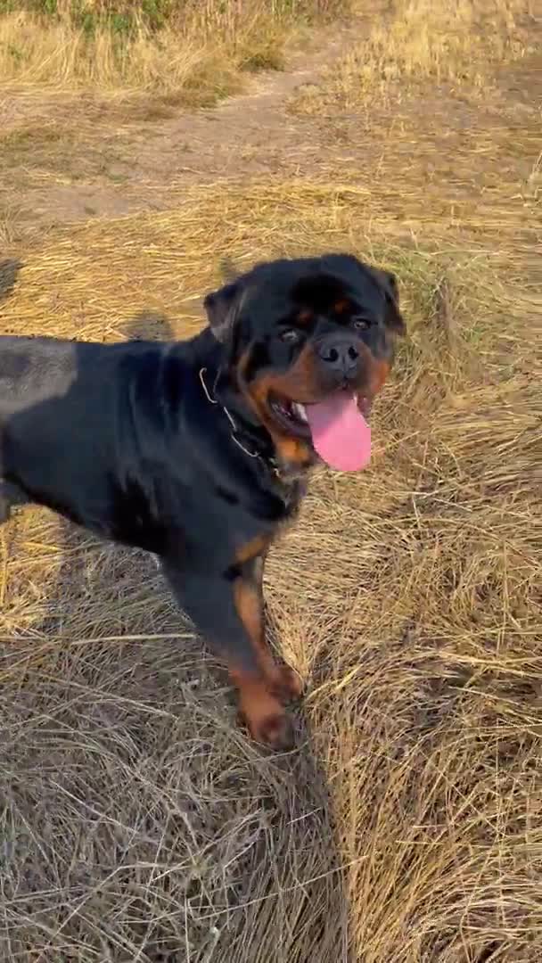Rottweiler dogs for stud: ABSOLUTELY BEAUTIFUL KC Health Tested *FOR STUD* in Mansfield - Video 4