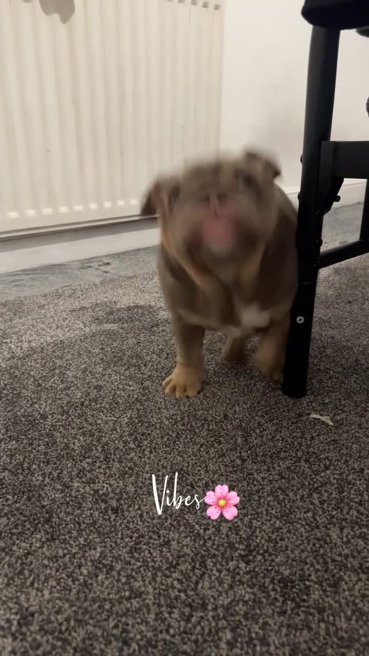 English Bulldog dogs for sale: Mr MAVERICK 🩸 - Video 1