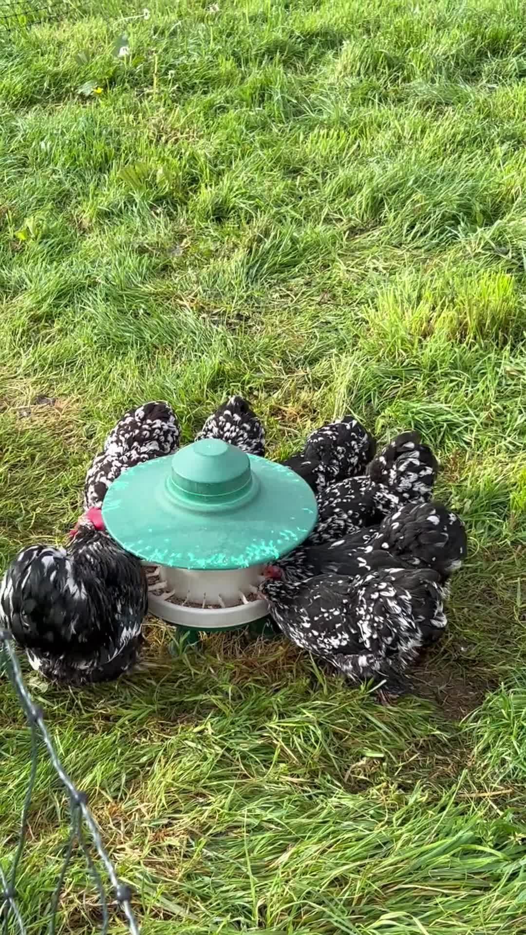Chickens poultry for sale: PEKIN CHICKS - Video 1