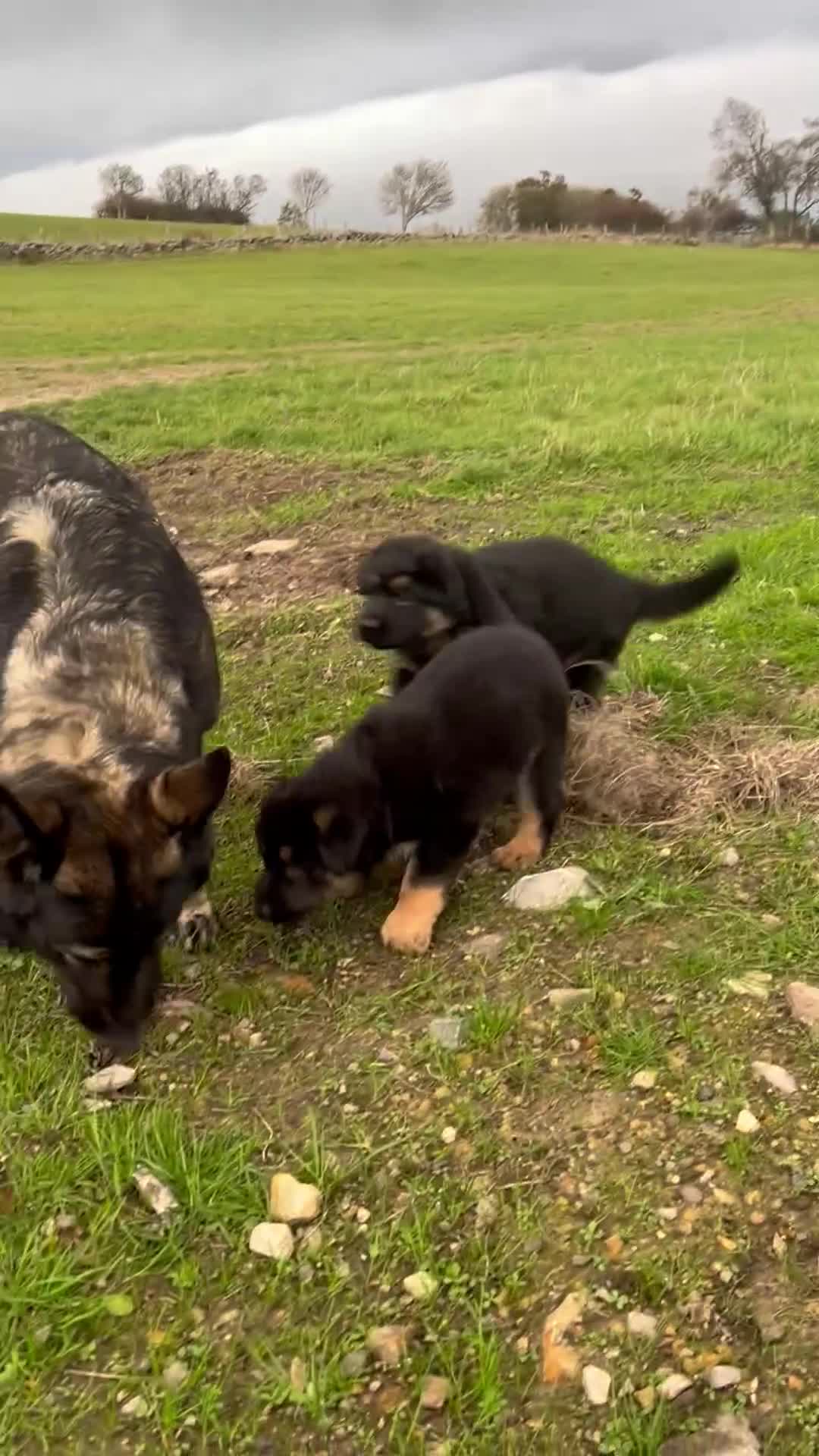 German Shepherd dogs for sale: Gorgeous Male German Shepherd Pup for Sale - Video 1