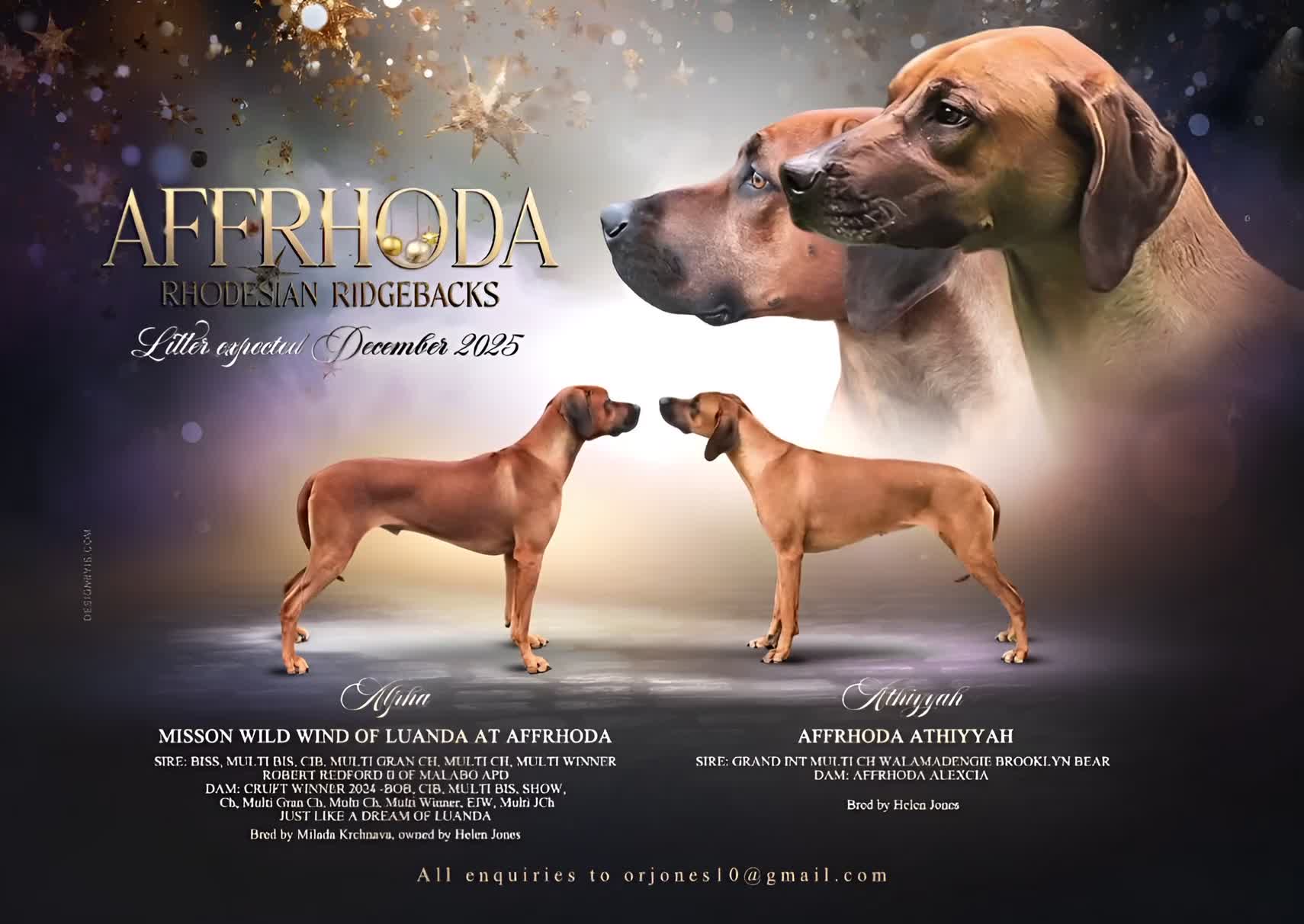 Rhodesian Ridgeback dogs for sale: Rhodesian Ridgeback Puppies in Holyhead - Video 1