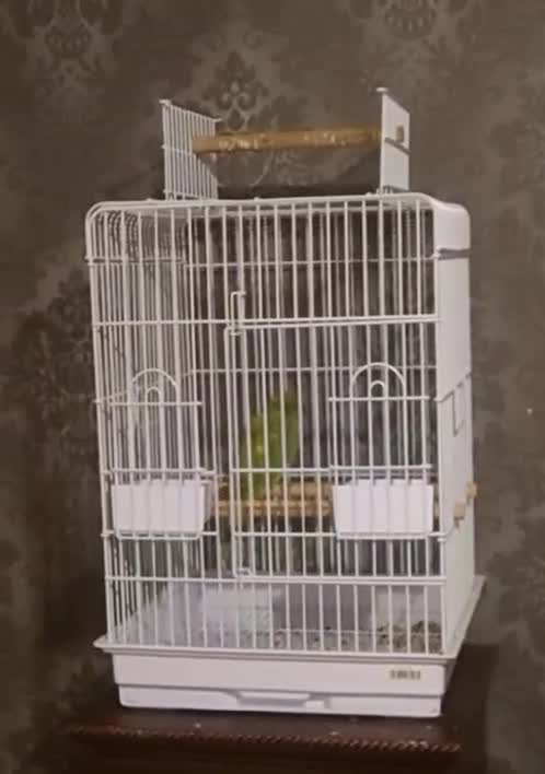 Ringnecks birds for sale: Ringneck read description  - Video 1