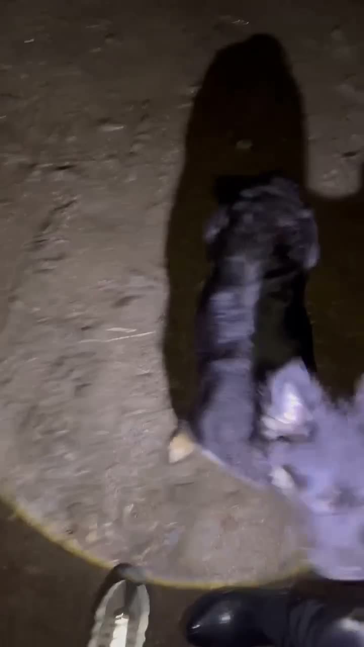 Mixed Breed dogs for sale: Dog looking for forever home  - Video 1