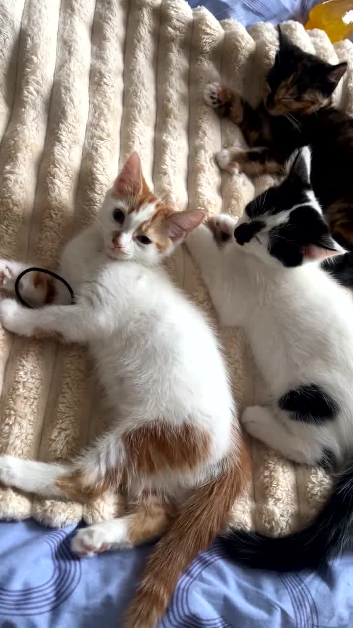Mixed Breed cats for sale: Find them a loving forever home  - Video 2