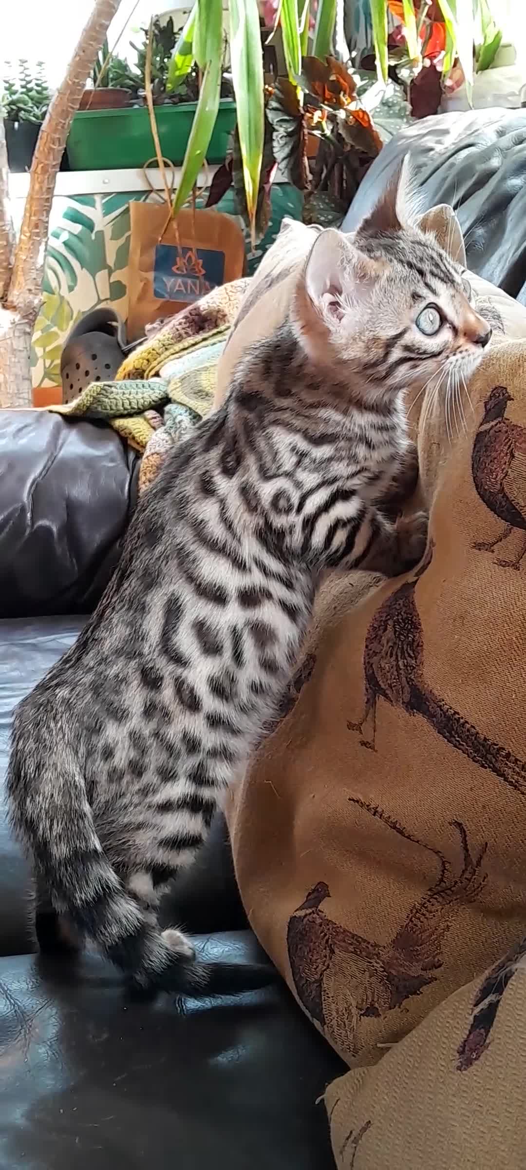 Bengal cats for sale: Ready Now last male left - Video 1