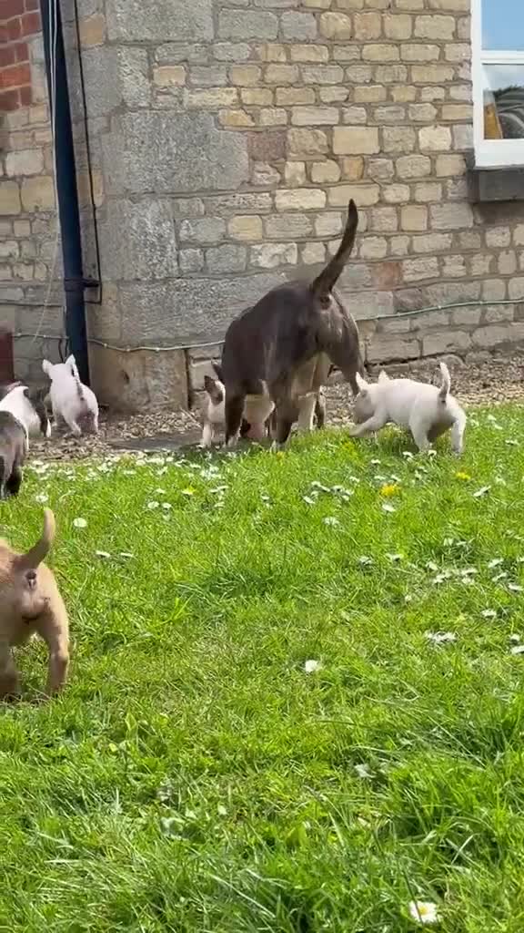 English Bull Terrier dogs for sale: English Bull Terrier Puppies - Video 1