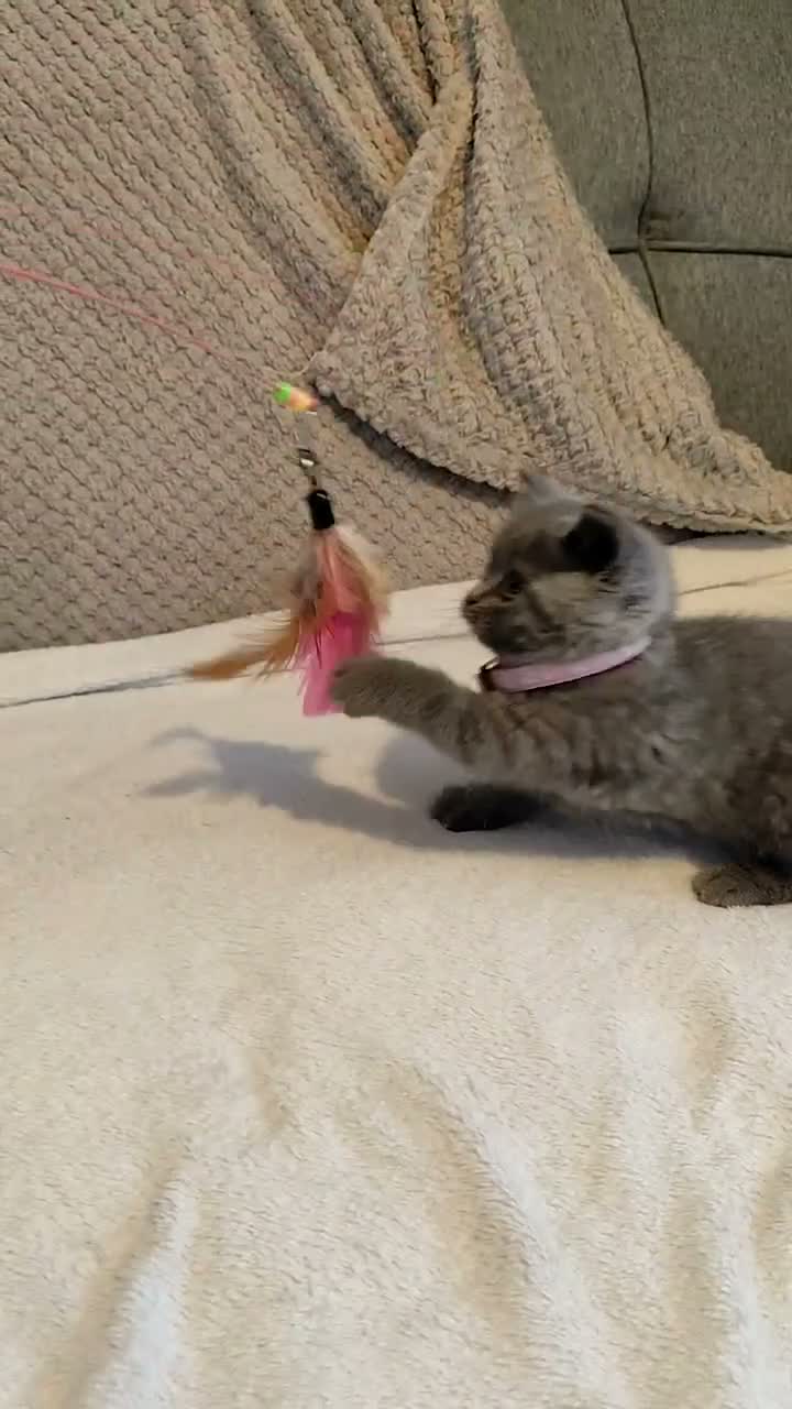 British Shorthair cats for sale: Beautiful British Shorthair Kittens – GCCF Reg in London - Video 1