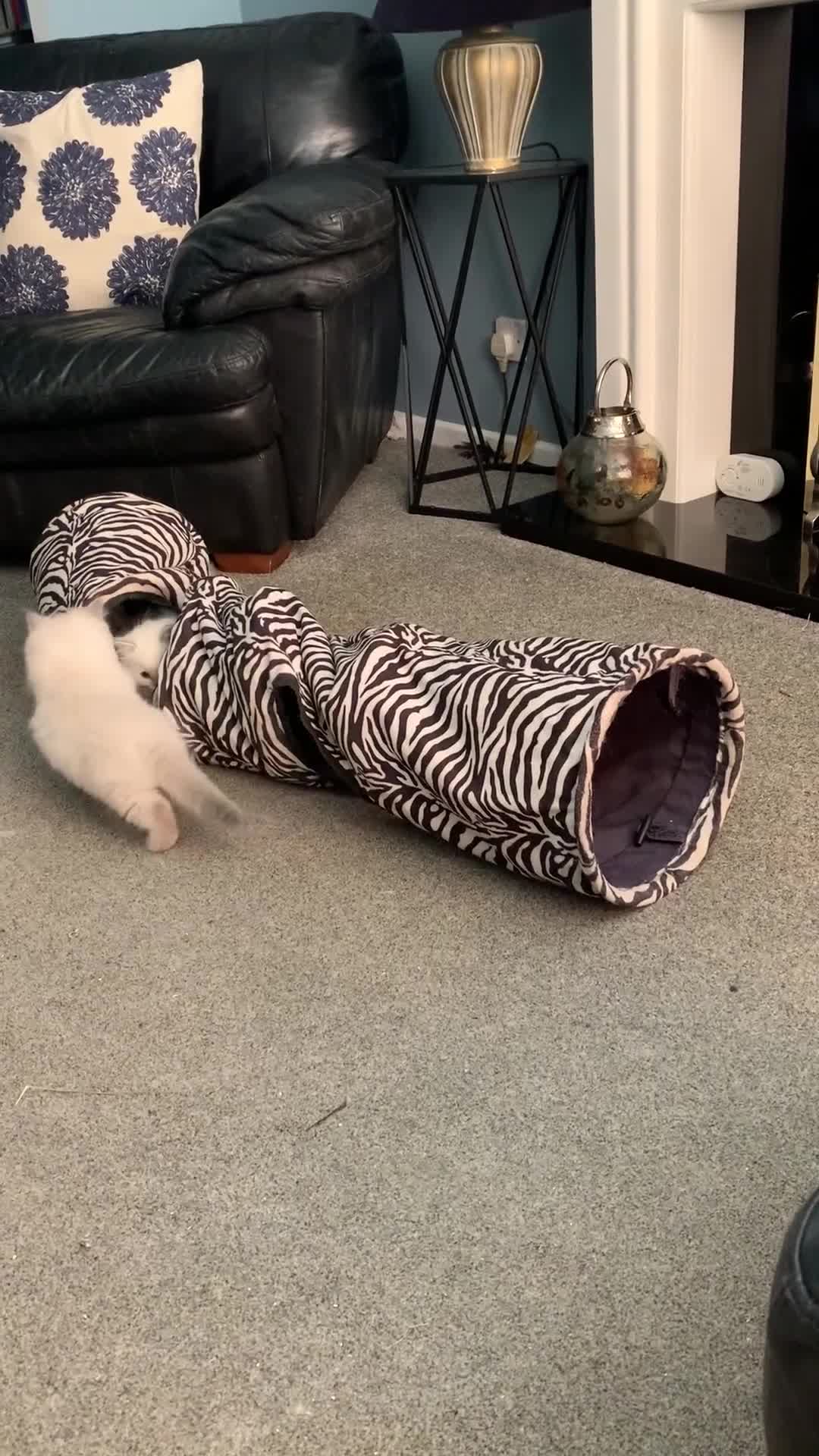 Ragdoll cats for sale: Stunning blue and lilac ragdoll kittens - Video 1