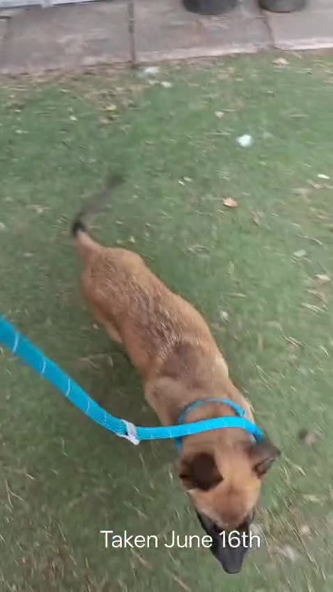 Belgian Shepherd Dog dogs for sale: KC Reg Belgian Shepherd Malinois pups for sale in Newport - Video 2