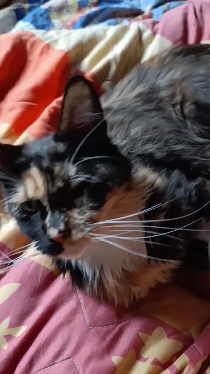 Maine Coon cats for sale: Maine Coon kitten Fire Red Marble Tabby and White - Video 1