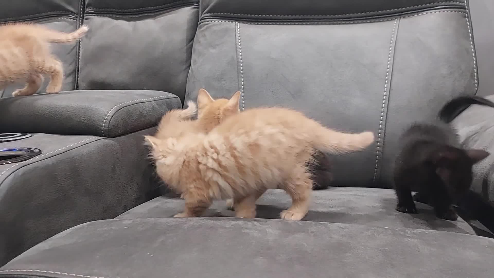 Mixed Breed cats for sale: Kittens ginger/black  - Video 2
