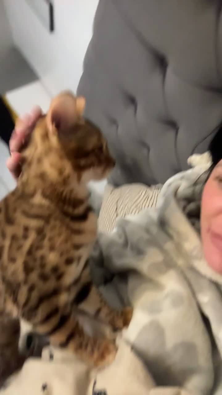 Bengal cats for sale: Beautiful bengal cat  - Video 1