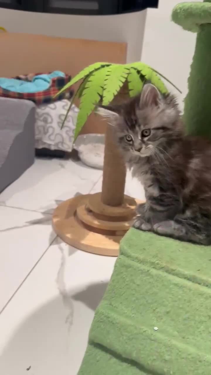 Maine Coon cats for sale: Stunning Mainecoon Kittens - Video 1