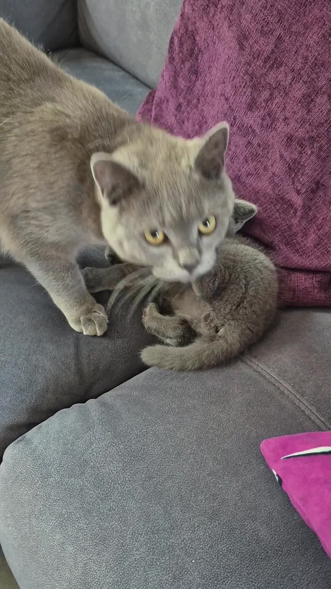 British Shorthair cats for sale: Beautiful British shorthair boys available - Video 1