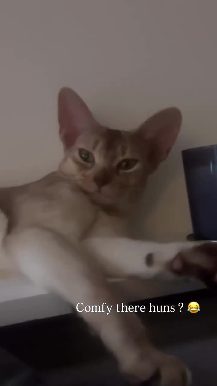 Abyssinian cats for sale: 2 Abyssinian cats 1 years old brother and sister in London - Video 2