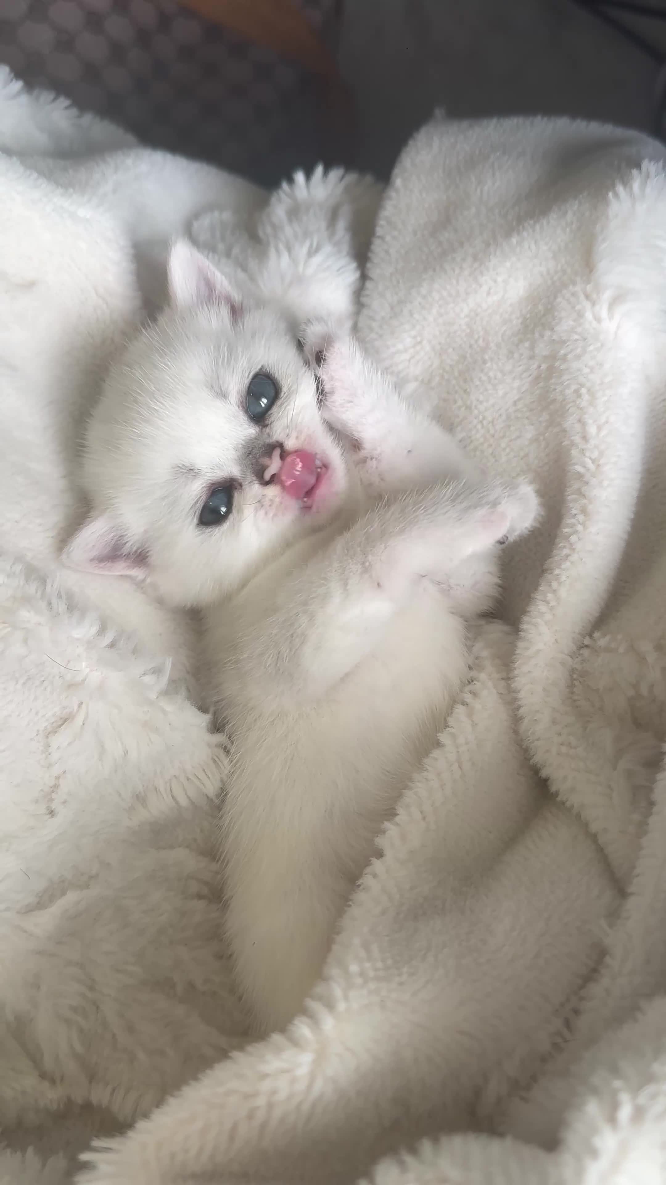 British Shorthair cats for sale: British shorthair kittens  in Derby - Video 1