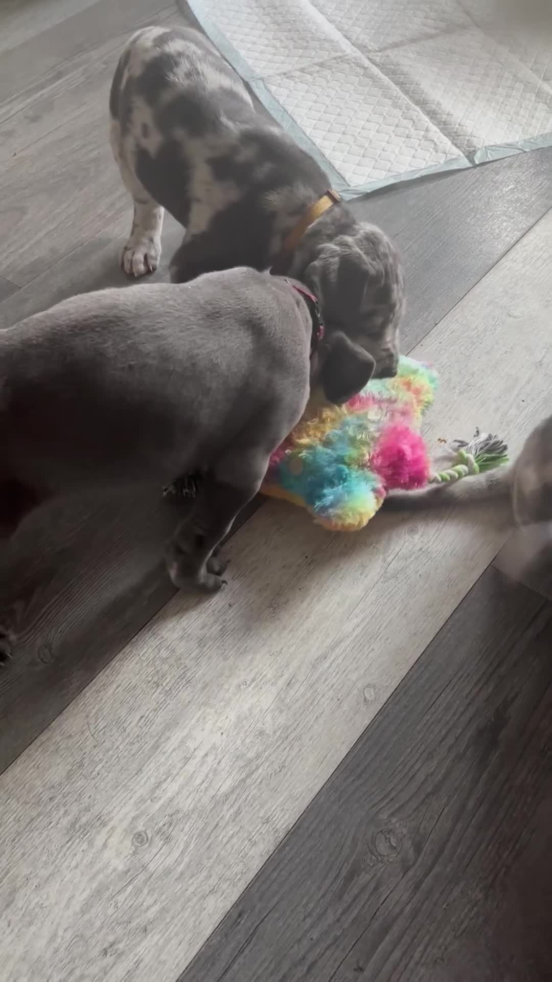 Great Dane dogs for sale: KC registered blue Great Dane puppies - Video 5