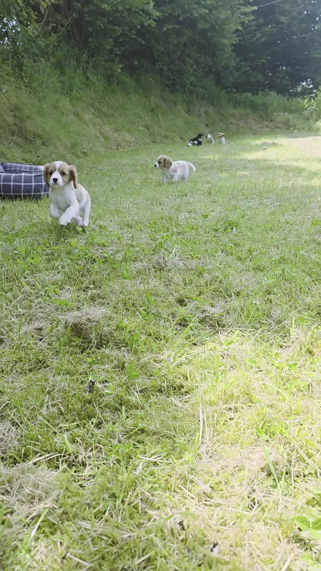 Cavalier King Charles Spaniel dogs for sale: Friendly and playful Cavalier Puppies - Video 1