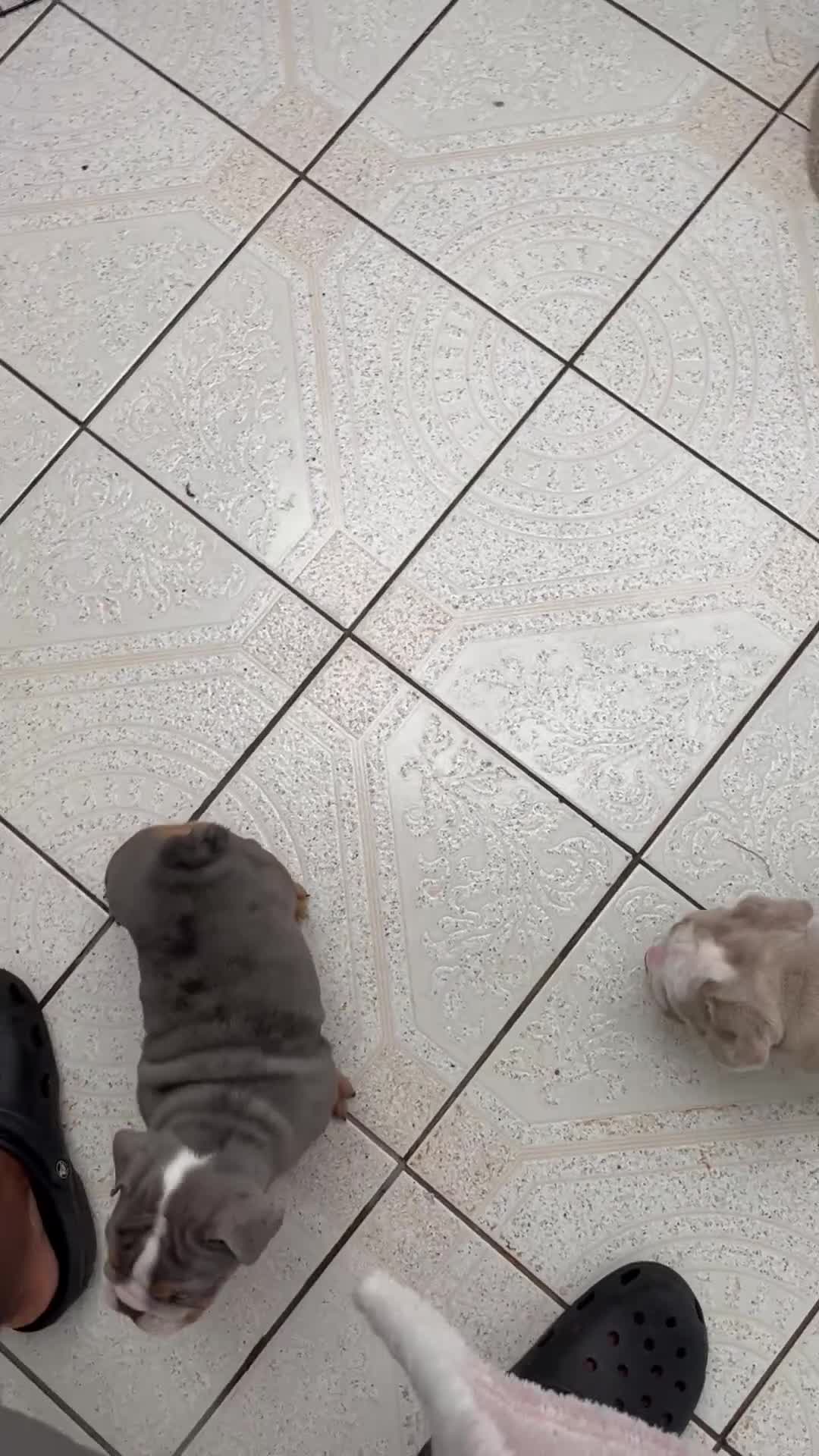 English Bulldog dogs for sale: 5 ⭐️ English Bulldogs  - Video 1