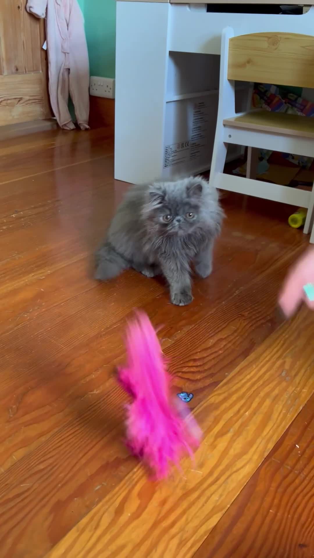 Persian cats for sale: Pedigree Persian and Exotic kitten waiting list  - Video 1