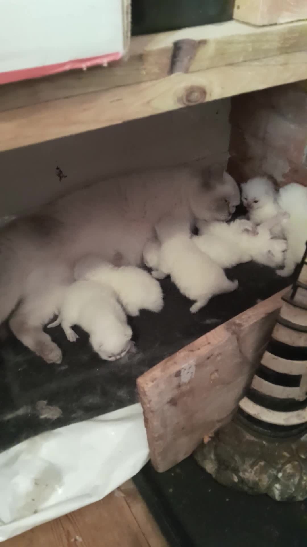 British Shorthair cats for sale: British Shorthair Lilac Colourpoint Kittens - Video 1