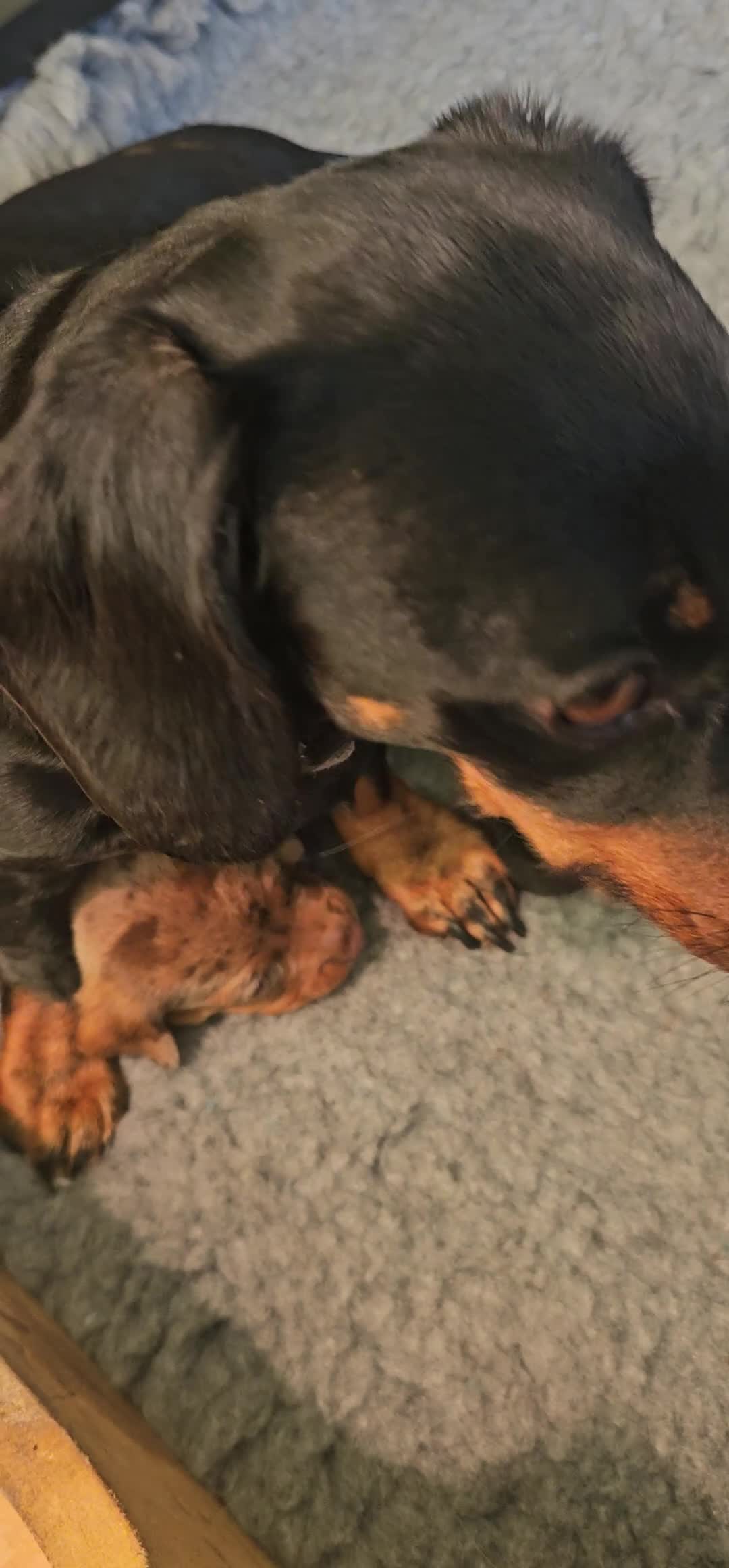 Miniature Dachshund dogs for sale: Miniature Daschund Puppies - Video 1