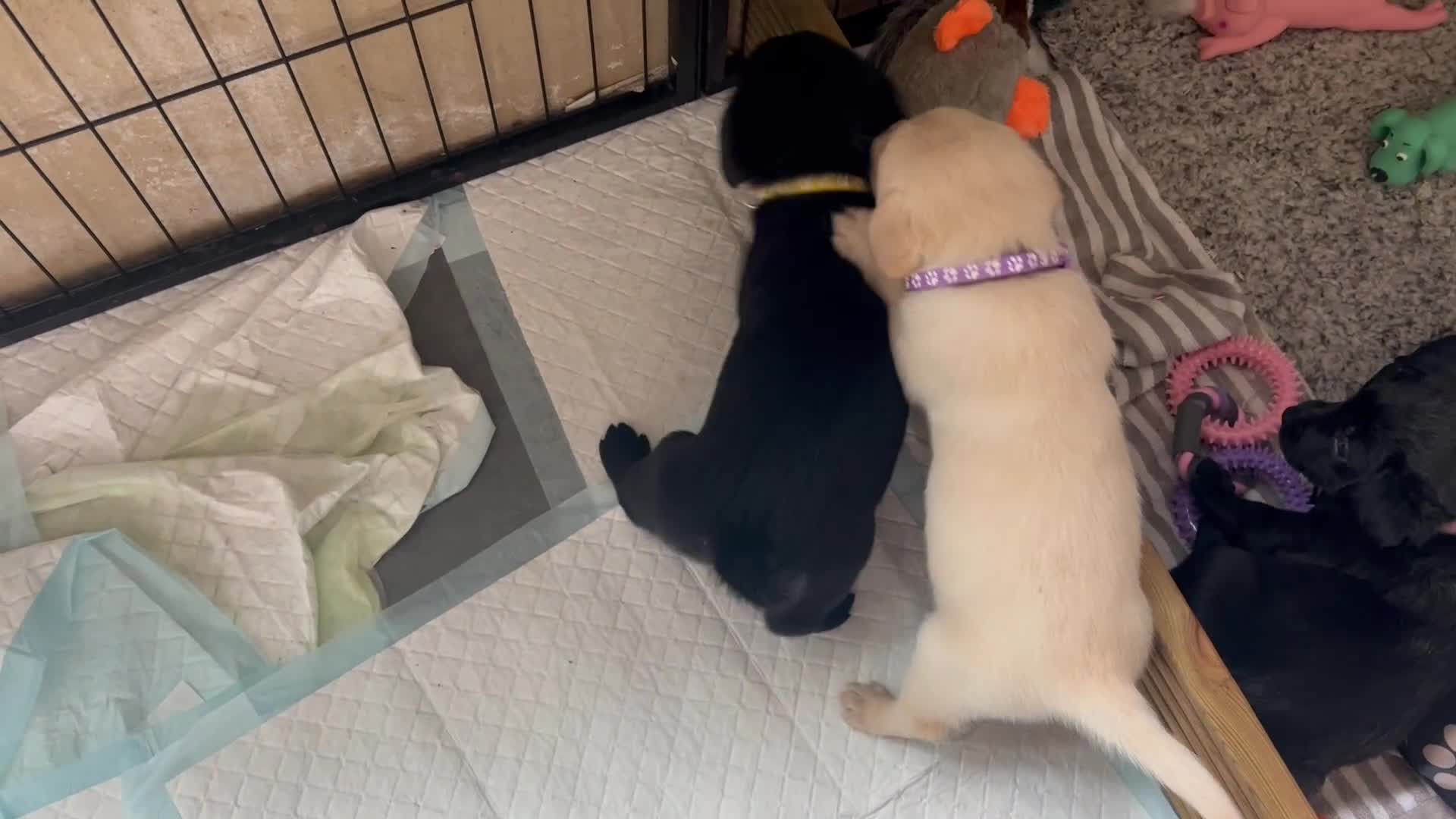 Goldador dogs for sale: Gorgeous Golden retriever/ labrador pups. - Video 1