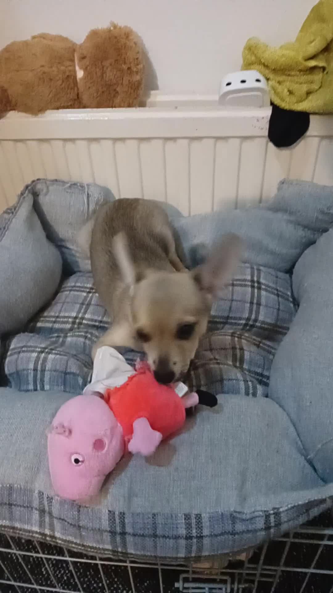 Miniature Pinscher dogs for sale: Mini pinscher for sele  - Video 2