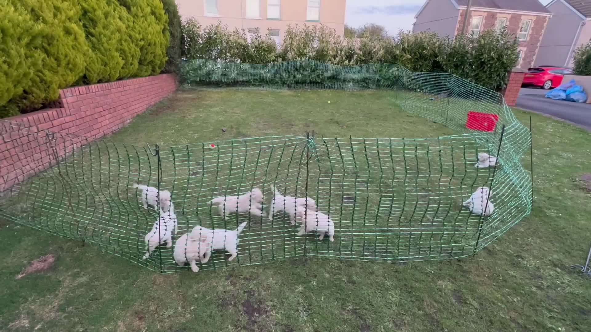 Golden Retriever dogs for sale: Golden Retriever Puppies For Sale - Video 1