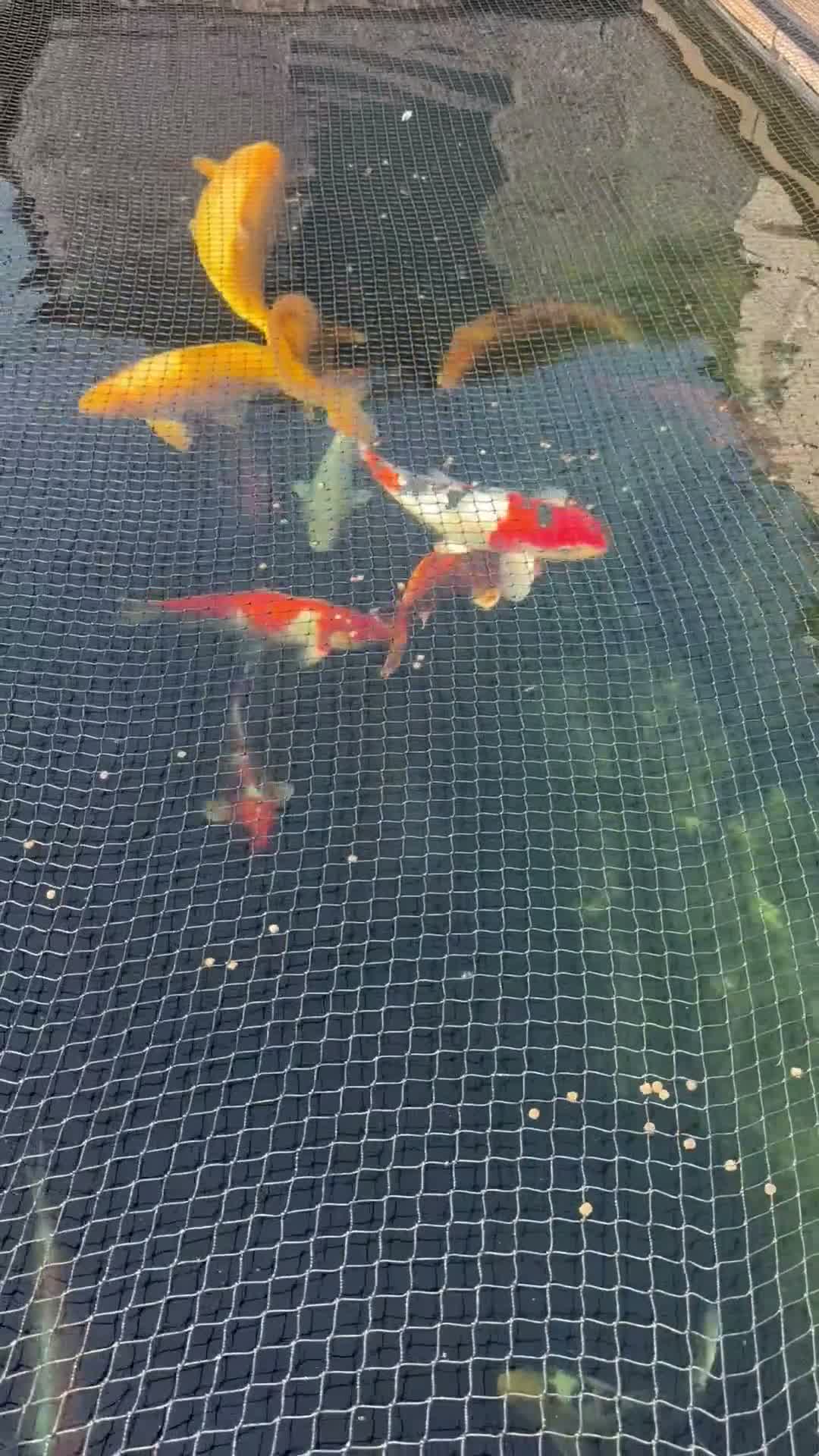 Koi Carp fish for sale: Koi Carp / Mirror Carp - Video 1