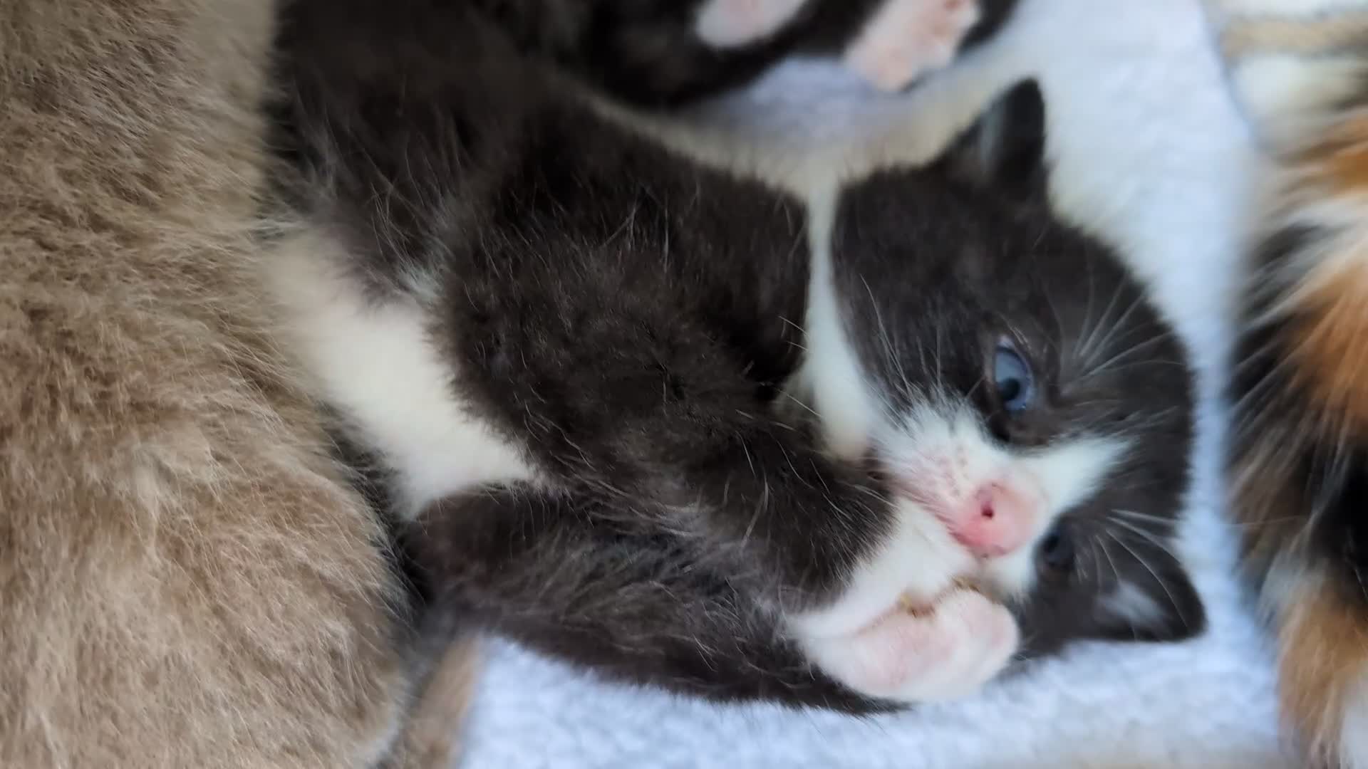Mixed Breed cats for sale: Beautiful healthy kittens 😍😍 - Video 2