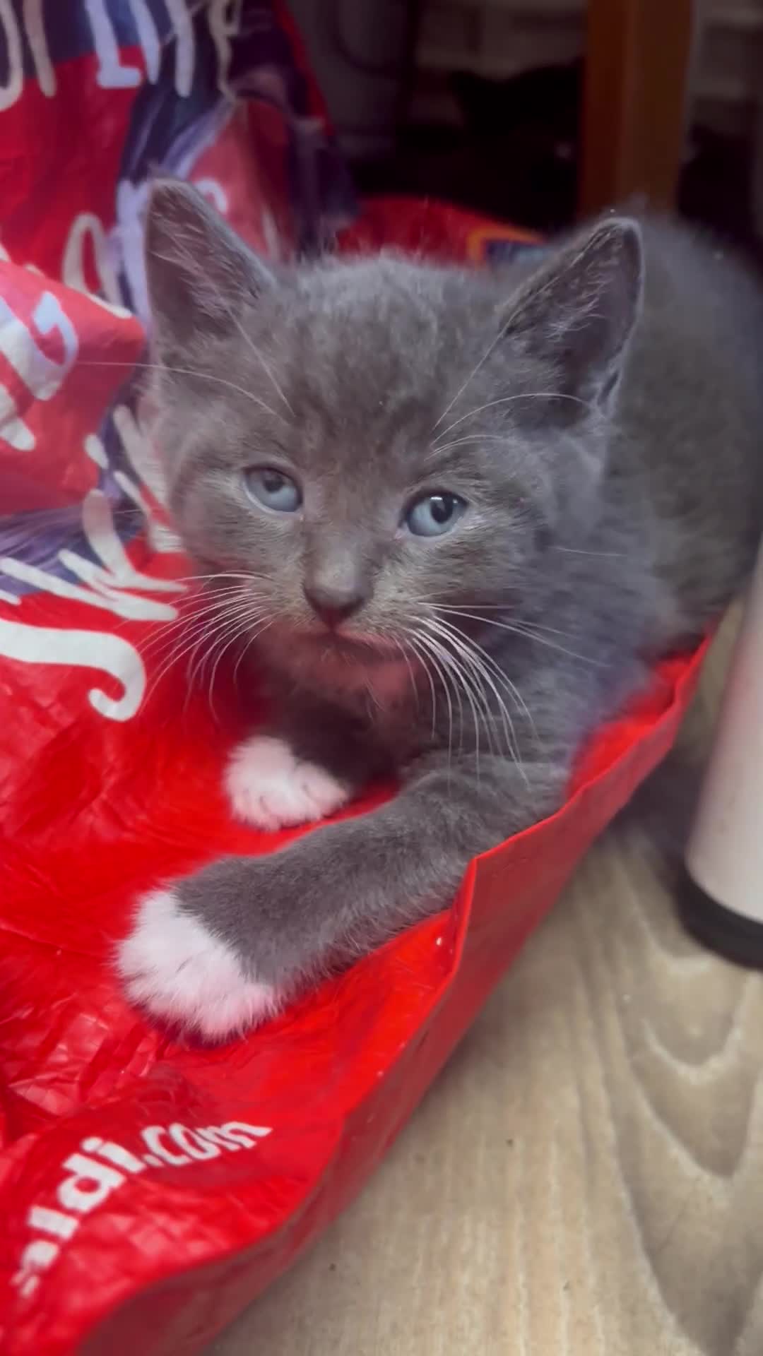 Mixed Breed cats for sale: Adorable Male Kittens Ready to Reserve - Video 1