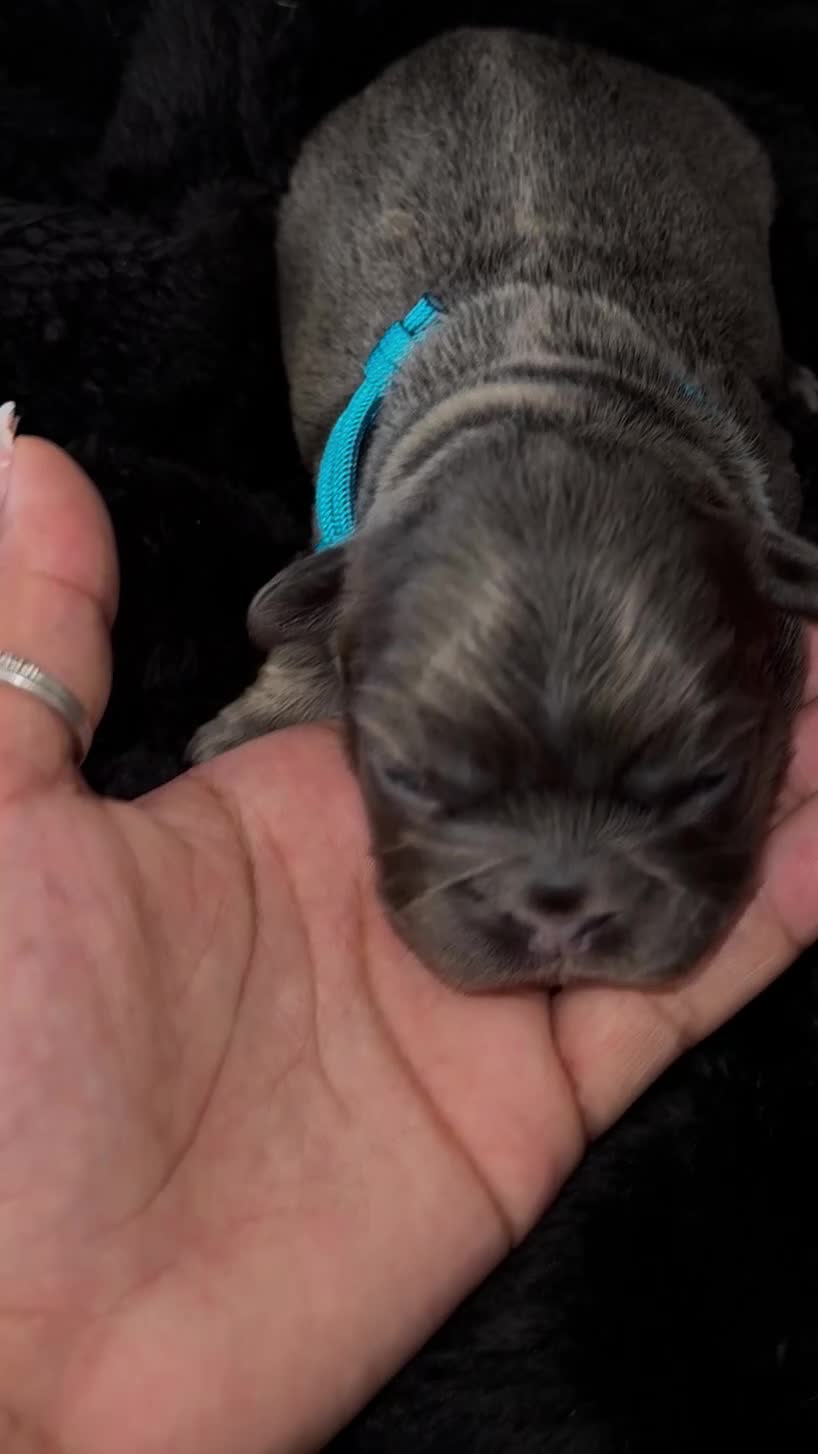French Bulldog dogs for sale: Fluffy Frenchies Pedigree DWKC Papers  - Video 3