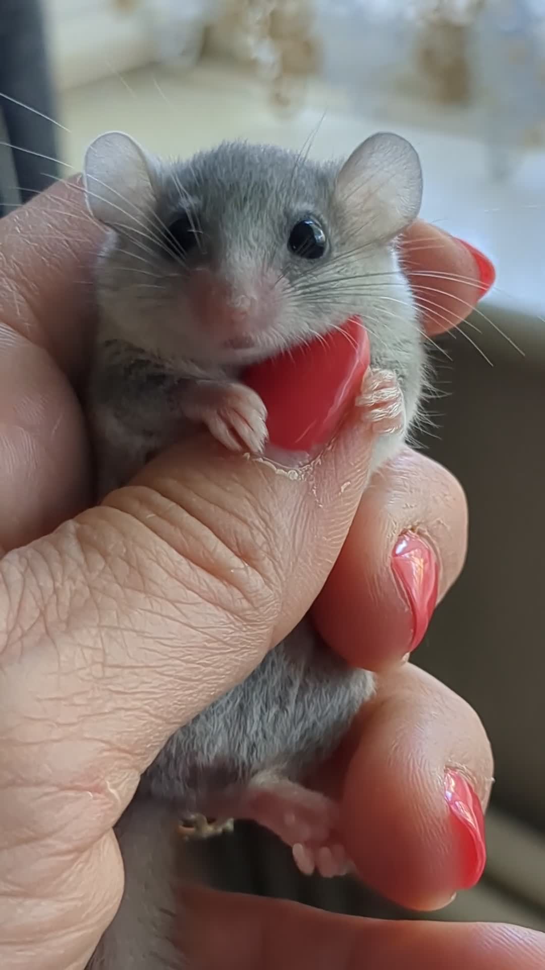 Mouse rodents for sale: African Pygmy Dormice  - Video 3