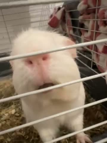 Guinea Pig rodents for sale: guinea pig for free no deposit completely free in London - Video 1