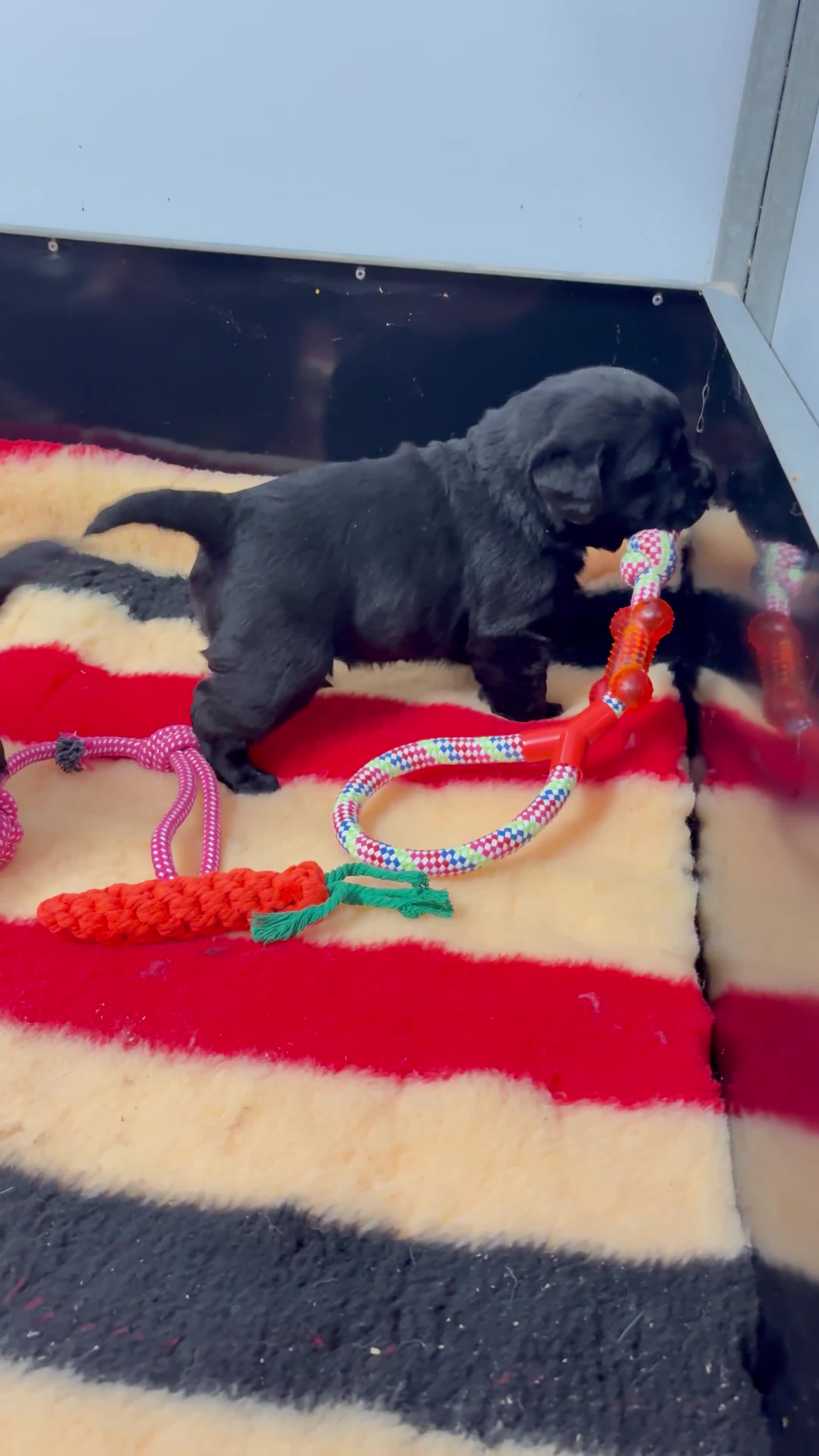 Labrador Retriever dogs for sale: KC Labrador Black Bitch  - Video 1