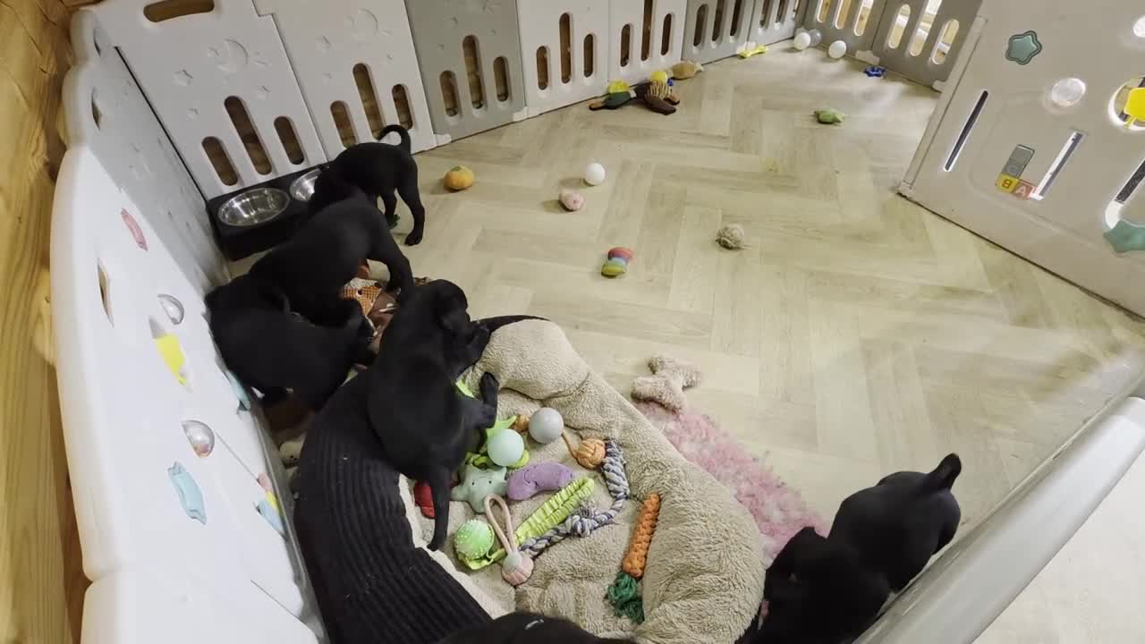 Labrador Retriever dogs for sale: 2 BEAUTIFUL BLACK BOY KC LABRADORS READY TO LEAVE - Video 1