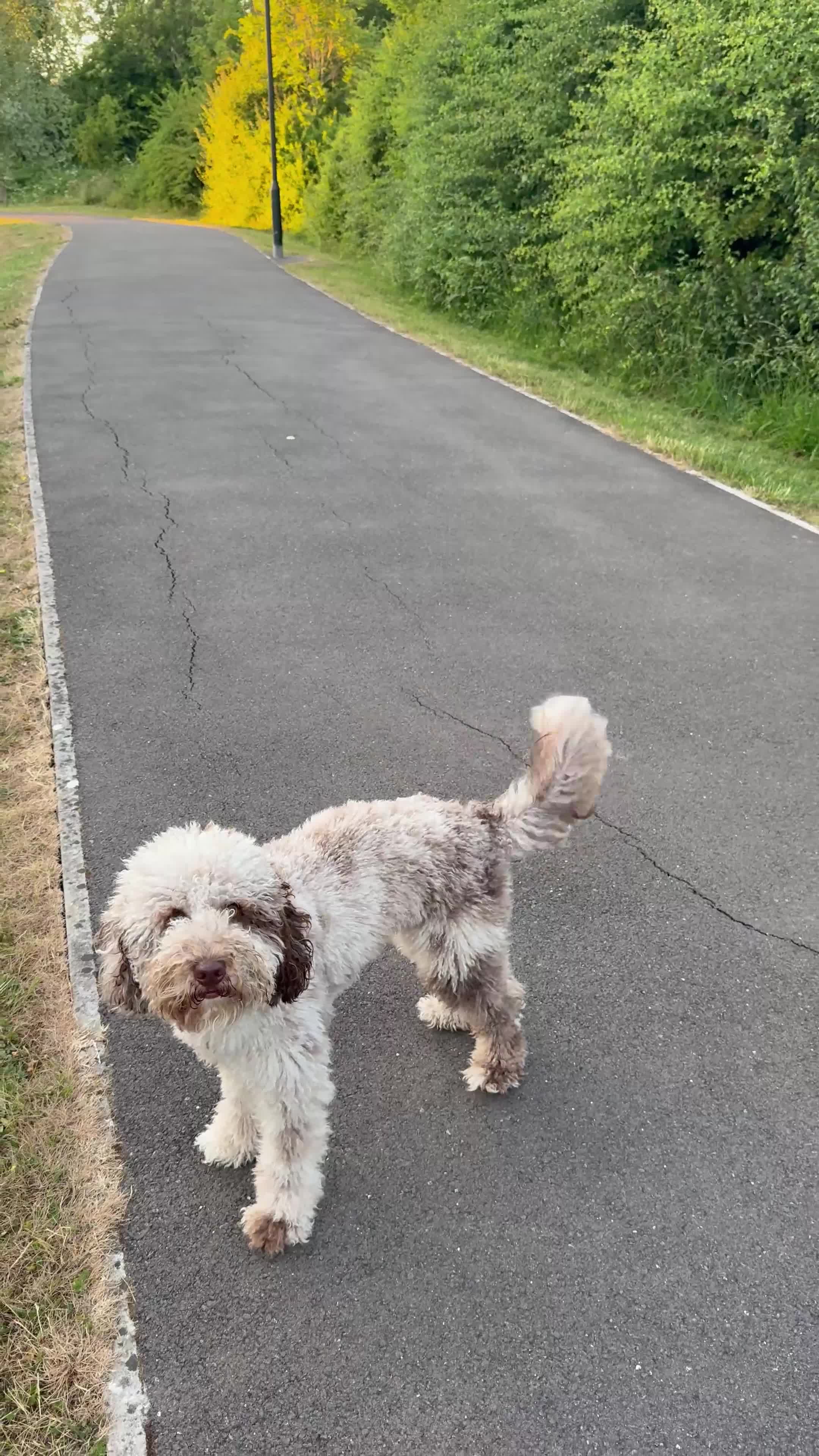 Bernedoodle dogs for sale: Mini Bernedoodle **waiting list** - Video 4