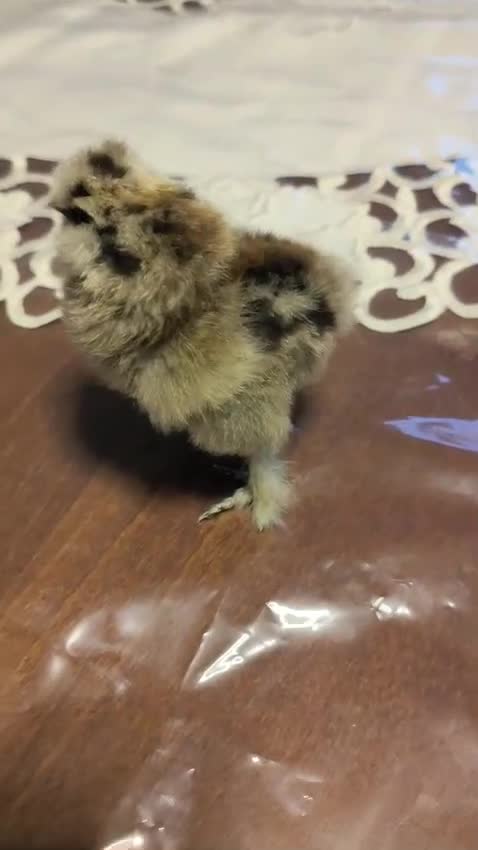 Chickens poultry for sale: Silky chick  - Video 1