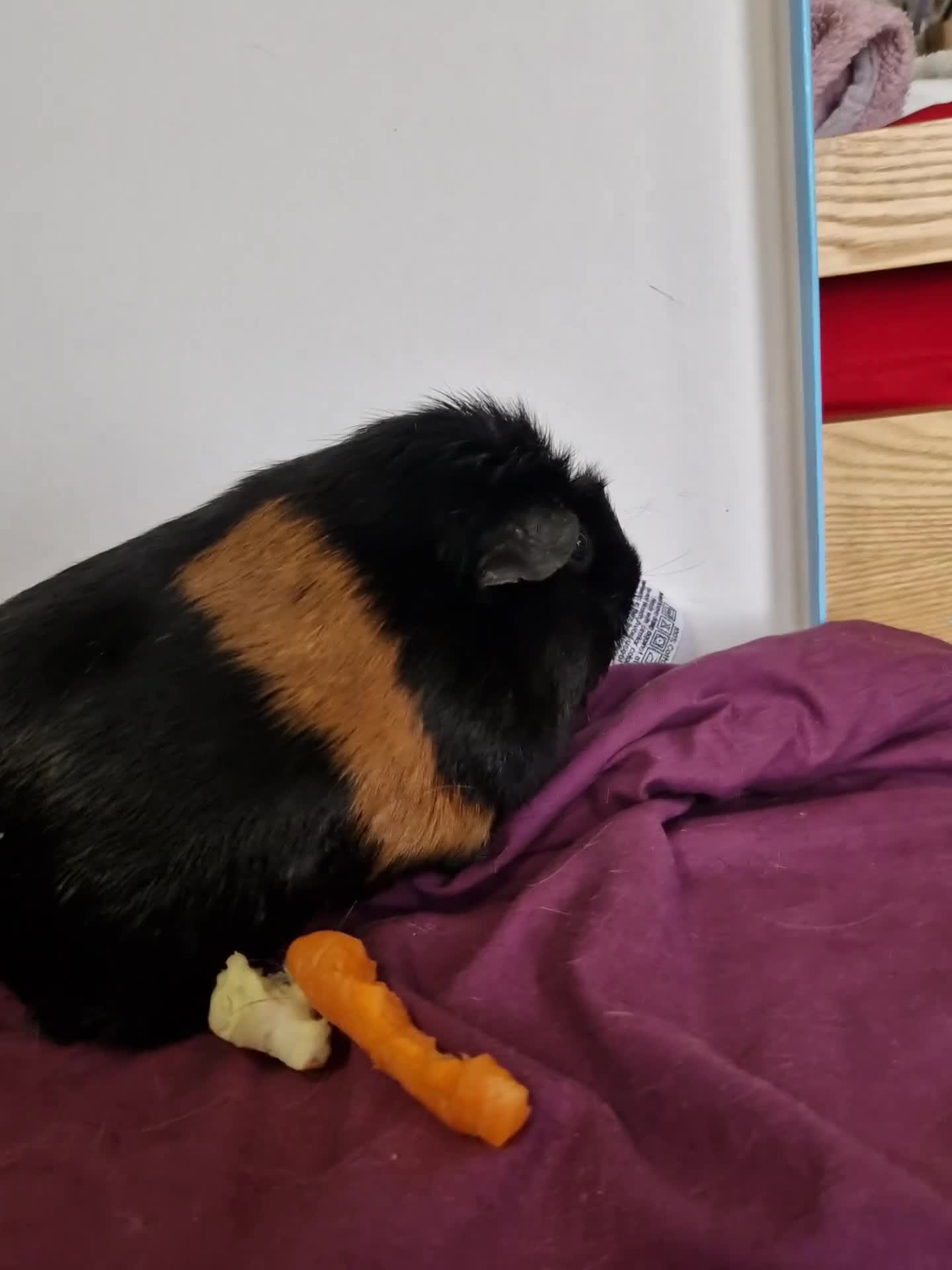 Guinea Pig rodents for sale: Smooth coat american for forever home - Video 2